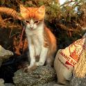 Mykonos Katzen (136)